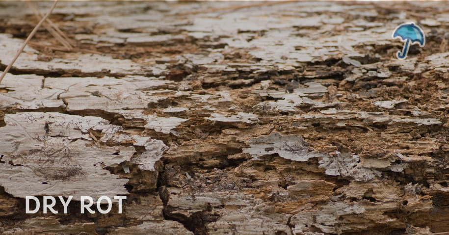 Dry rot in basement